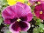 Click Here For Spring Pics