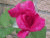 Click Here for Yard Pics