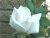Click Here for Yard Pics