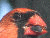 Click Here for Yard Pics