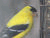 Click Here for Yard Pics