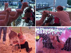 4-H Fair