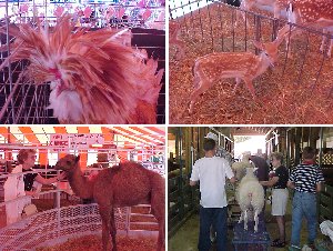 4-H Fair
