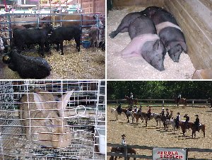 4-H Fair