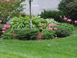 Border Planting