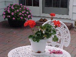 Orange Geranium