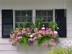 Windowbox