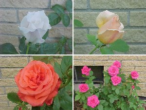 Roses