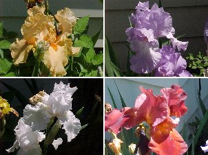 Irises