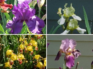 Irises