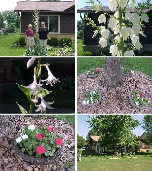 My Yard