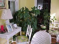 Plants