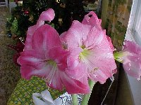 Amaryllis