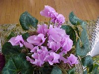 Cyclamen