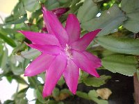 Christmas Cactus