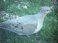 Dove