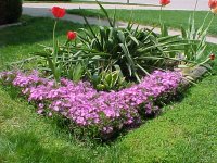 Planting Area