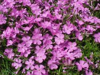 Phlox