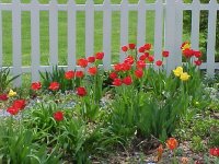 Tulips