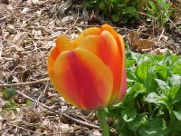 Tulip