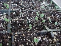 Godetias