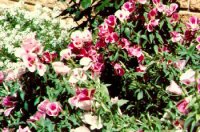 Godetias
