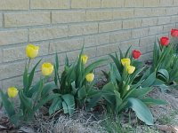 Tulips