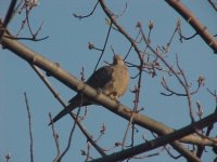 Dove