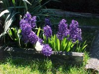 Hyacinths