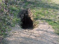 Burrow