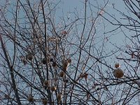 Orion Oaks