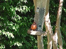 Cardinal