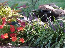 Pool and Flowers
